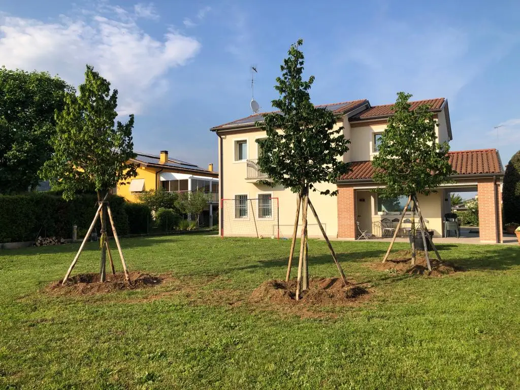 piantumazione alberi - alberi da giardino decorativi - Passiflora - Conegliano