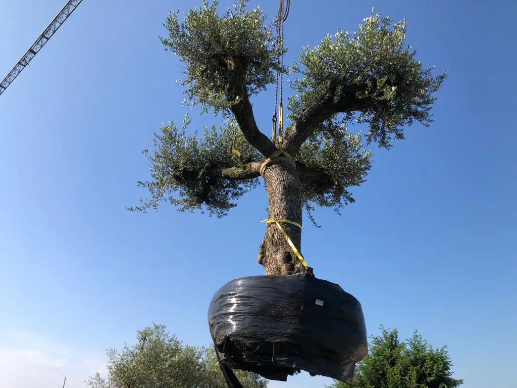 piantumazione di olivi - alberi da giardino, realizzazione e progettazione giardini
