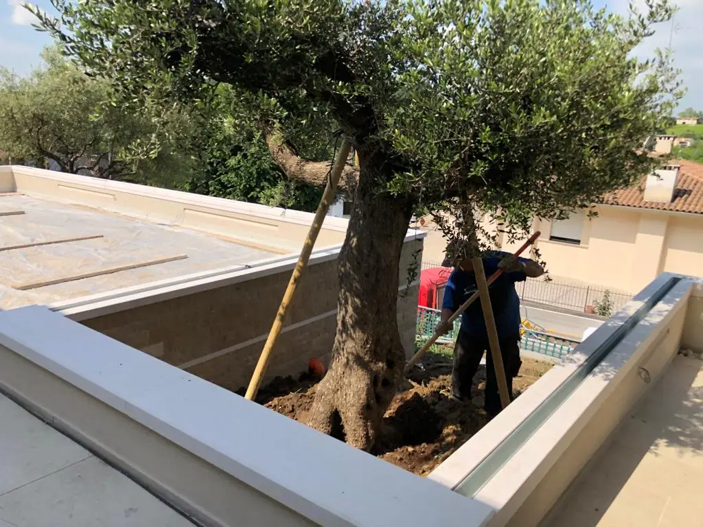 piantumazione olivo in piccoli spazi