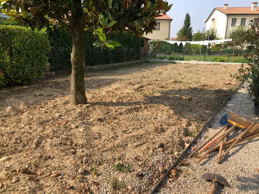 semina tappeti erbosi - semina prato erba vera