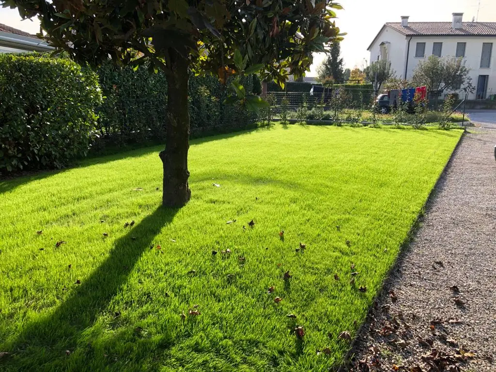 tappeto erboso di erba vera a trebiso - stesura prati inglesi in rotoli di erba -