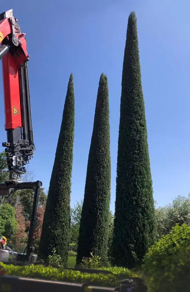 pettinatura cipressi a conegliano