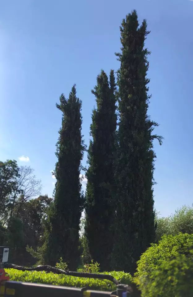 pettinatura cipressi passiflora piccin